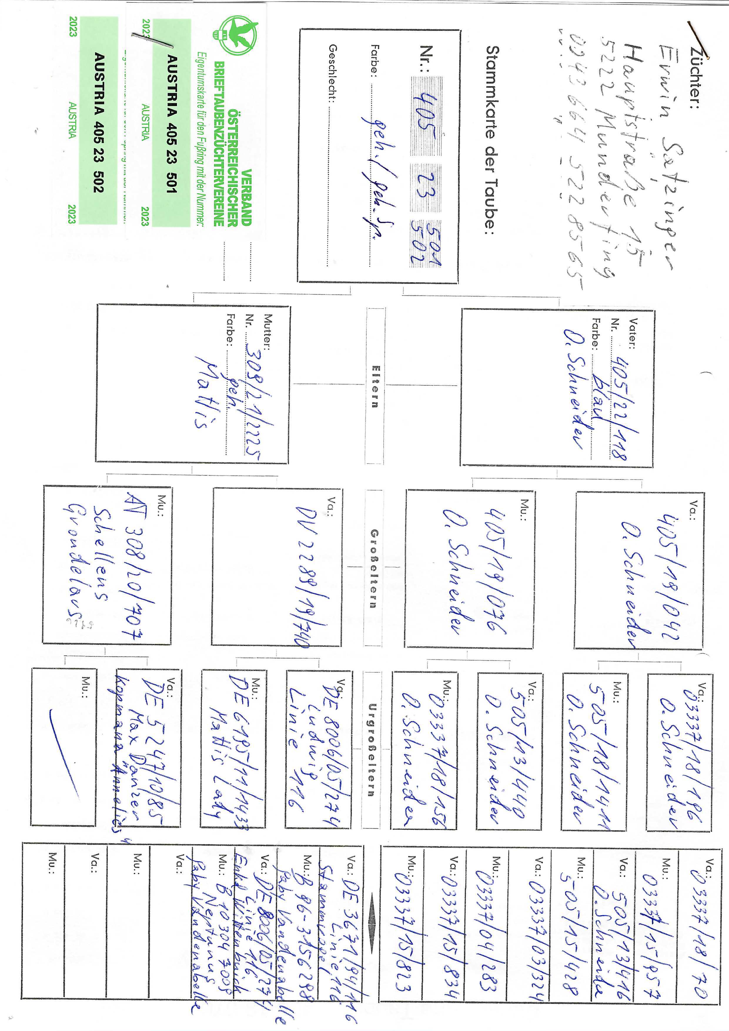 Pigeon pedigree image