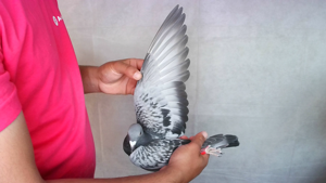 Pigeon image