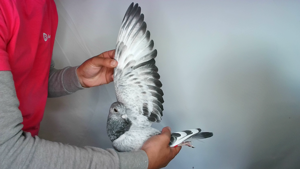 Pigeon image