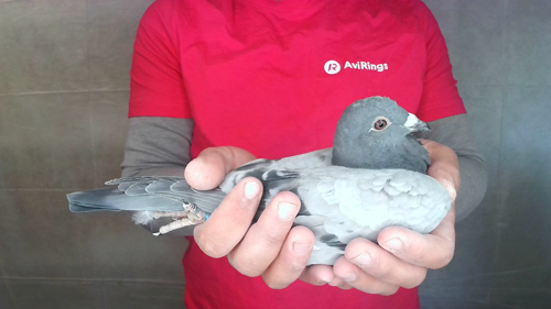 Pigeon image