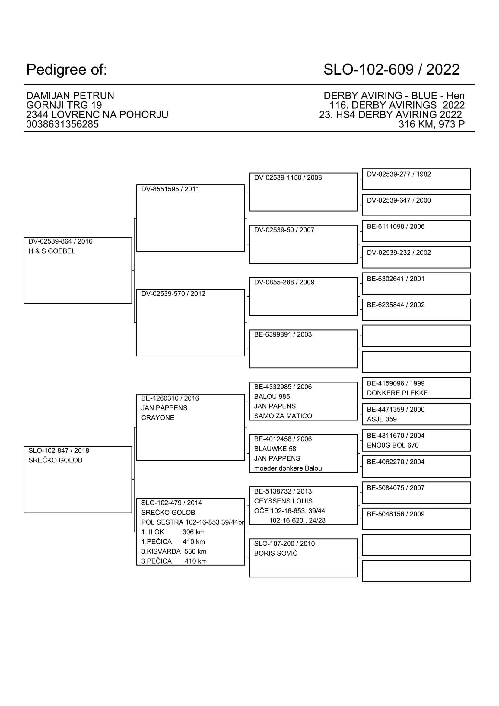 Pigeon pedigree image