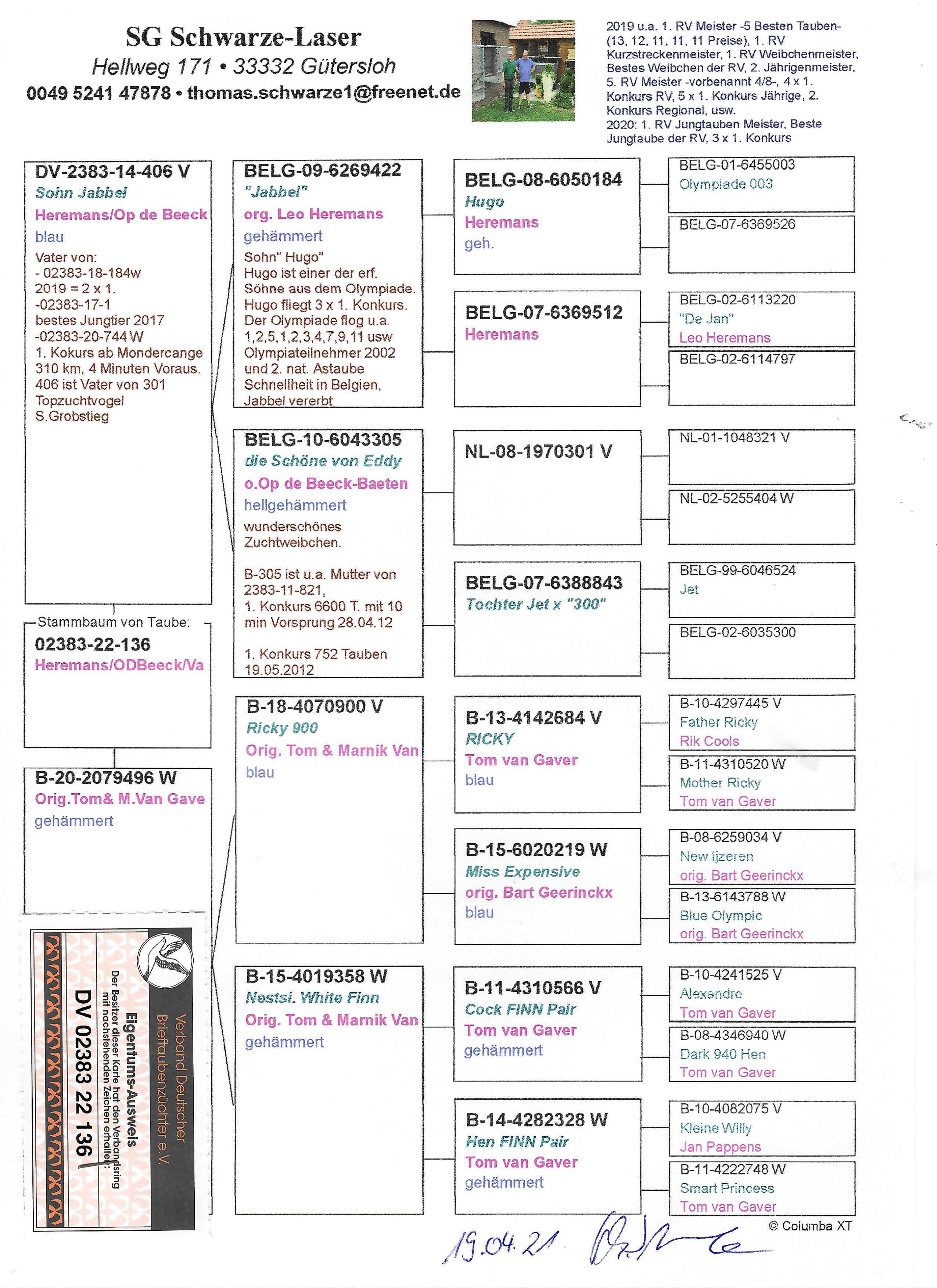 Pigeon pedigree image