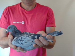 Pigeon image