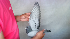 Pigeon image