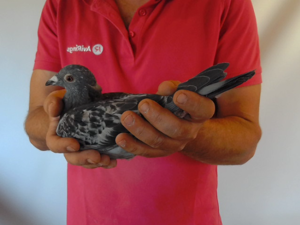 Pigeon image