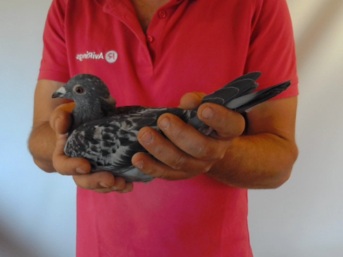 Pigeon image
