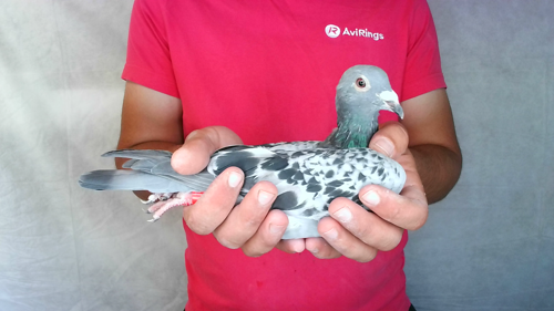 Pigeon image