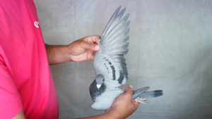 Pigeon image