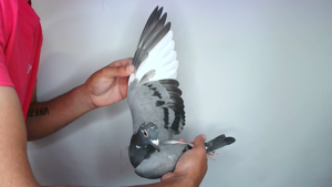 Pigeon image