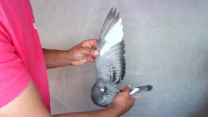 Pigeon image