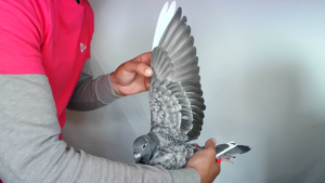 Pigeon image