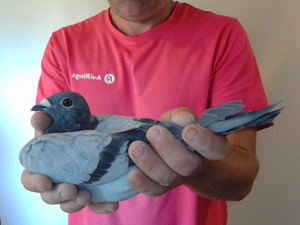 Pigeon image