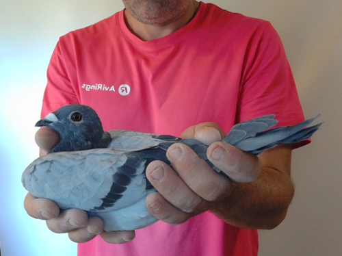 Pigeon image