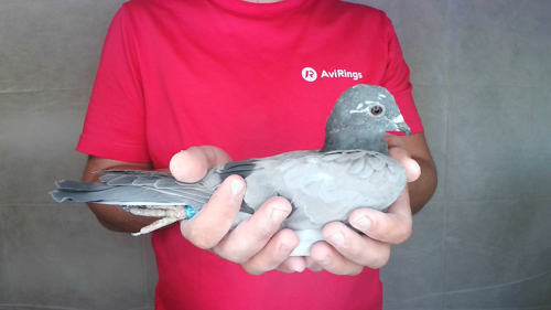Pigeon image