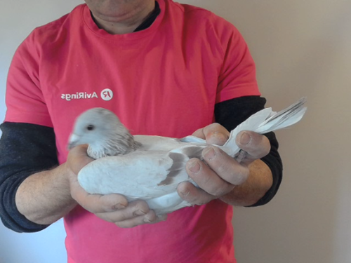 Pigeon image