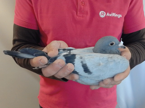 Pigeon image