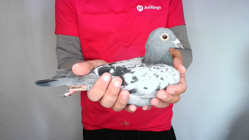 Pigeon image