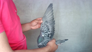 Pigeon image