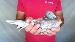Pigeon image