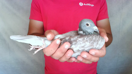 Pigeon image