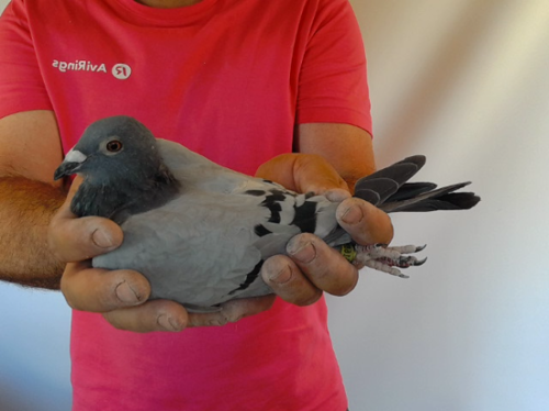 Pigeon image