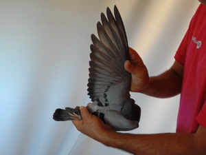 Pigeon image