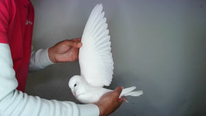 Pigeon image