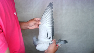 Pigeon image