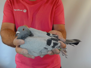 Pigeon image