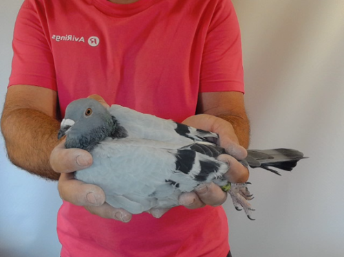 Pigeon image