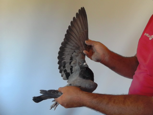 Pigeon image