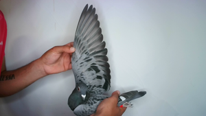 Pigeon image