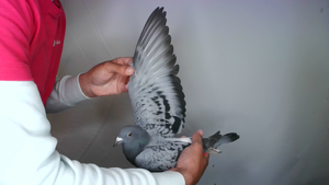 Pigeon image