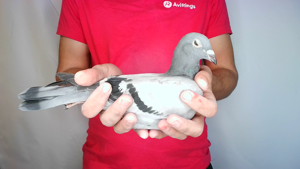 Pigeon image