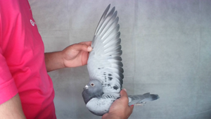 Pigeon image