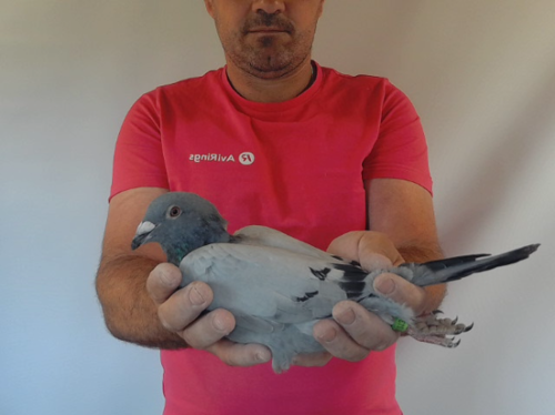 Pigeon image