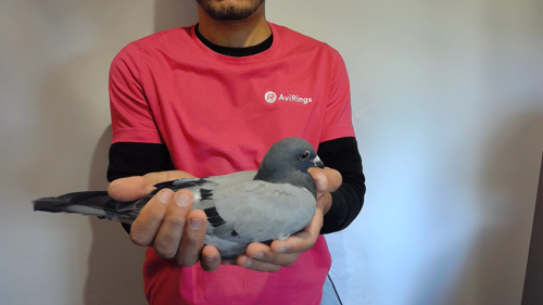 Pigeon image