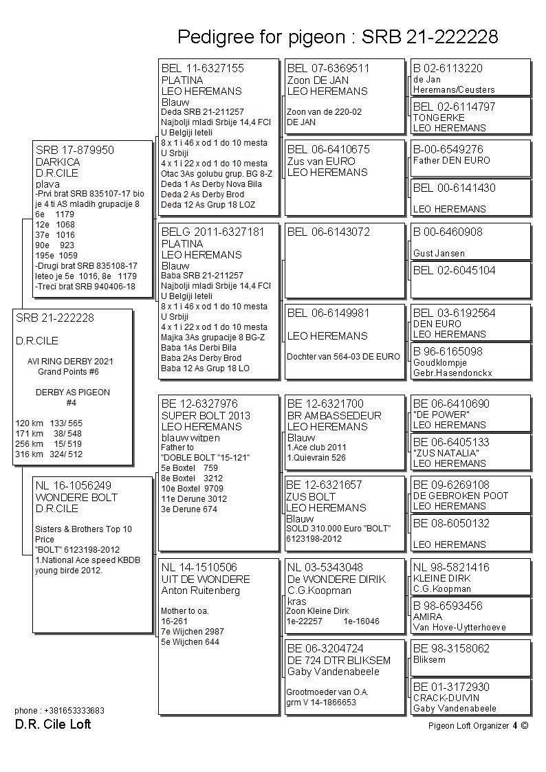 Pigeon pedigree image