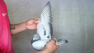 Pigeon image