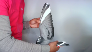 Pigeon image