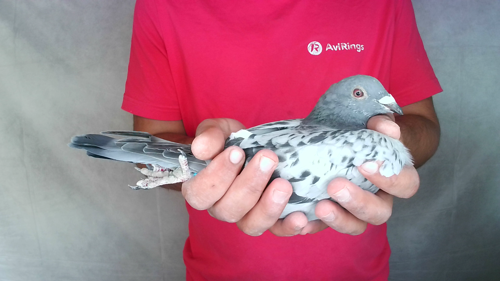 Pigeon image