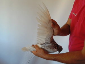 Pigeon image
