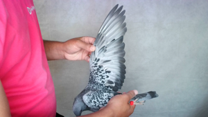 Pigeon image