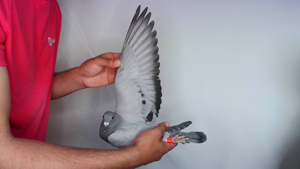 Pigeon image