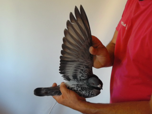 Pigeon image