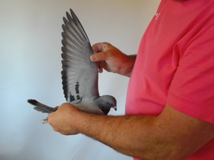 Pigeon image