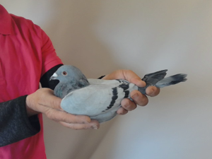 Pigeon image