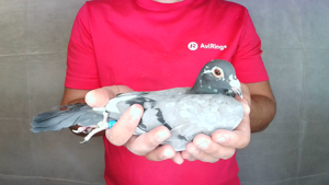 Pigeon image
