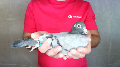 Pigeon image