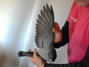 Pigeon image